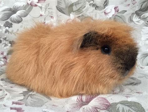 Pin Op Ch Teddy Guinea Pig Cavia