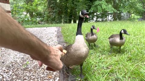 Hissing Goose Youtube