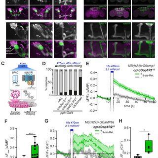 In Vivo Localization And Characterization Of Optodopr Activity