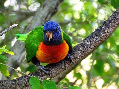 Juvenile Rainbow Lorikeet Photograph By Dani Katz Fine Art America