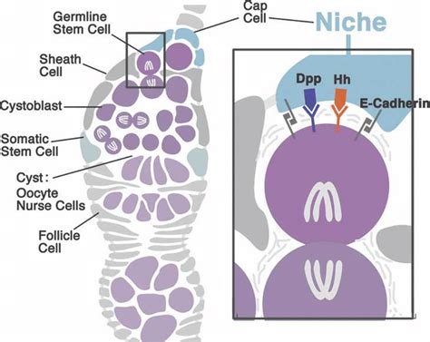 Structure And Function Of The Niche In The Drosophila Ovary Gscs Are