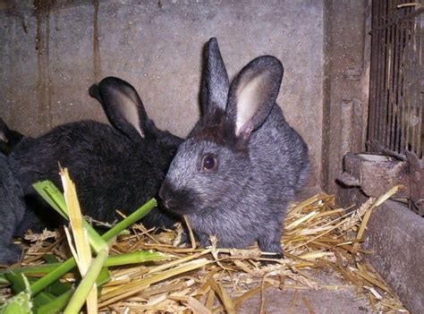 Male vs Female Rabbits: Avoiding A Petting Zoo! - A-Z Animals