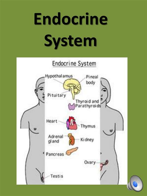 Ppt Endocrine System Powerpoint Presentation Free Download Id 2140221