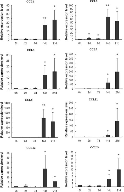 Differential Expression Of CC Chemokines Validated By Q RT PCR The