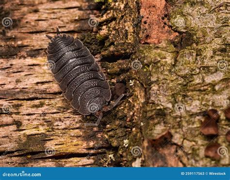 Rough Woodlouse Porcellio Scaber Eating Yew Berry Stock Image