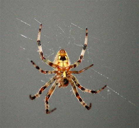 Top 99 Pictures Fuzzy Black Spider With Orange Spot On Back Superb