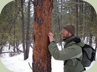 Recognizing Woodpecker Habitat