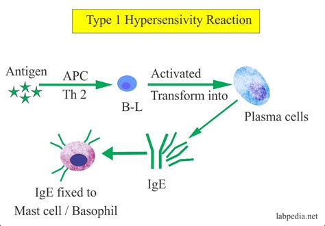 Chapter 11: Hypersensitivity Reactions, Type 1 Hypersensitivity reaction, Anaphylaxis – Labpedia.net