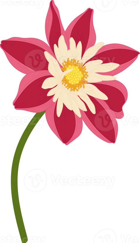 Red Dahlia Flower Hand Drawn Illustration 10173883 PNG