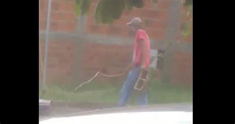 Vídeo homem é flagrado ao matar gato afogado em São Paulo Metrópoles