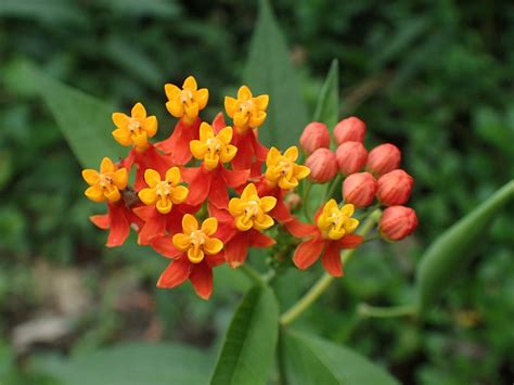 Milkweed Varieties