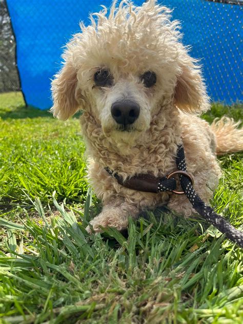 Sanctuary Dogs – Carolina Poodle Rescue
