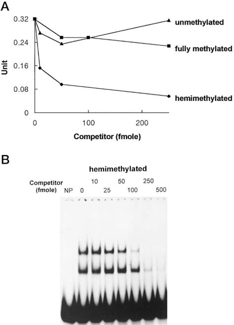 Interaction Of Seqa And Dam Methylase On The Hemimethylated Origin Of