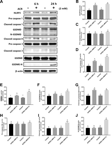 Acr Sequentially Activated Proteins In The Canonical Pyroptotic Pathway Download Scientific