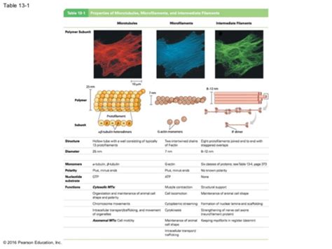 Cell Bio Chapter 13 Flashcards Quizlet