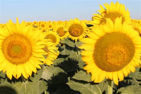 Beautiful Picture Of Sunflowers And Soaking Up The Sun In The Field