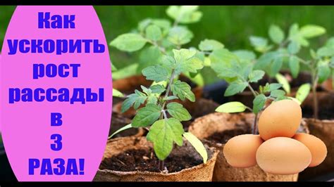 Как ускорить рост рассады в 3 раза. Сад и огород выпуск 211 - YouTube
