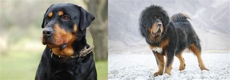 Tibetan Mastiff Vs Rottweiler Breed Comparison Petzlover