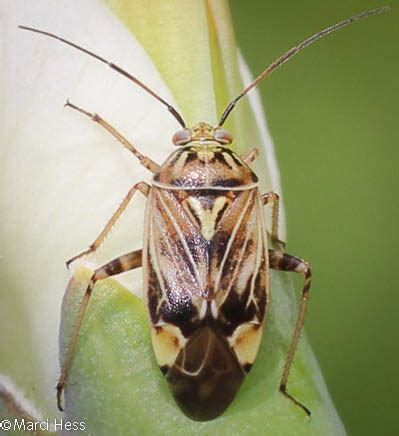 Lygus Lineolaris Bugguide Net