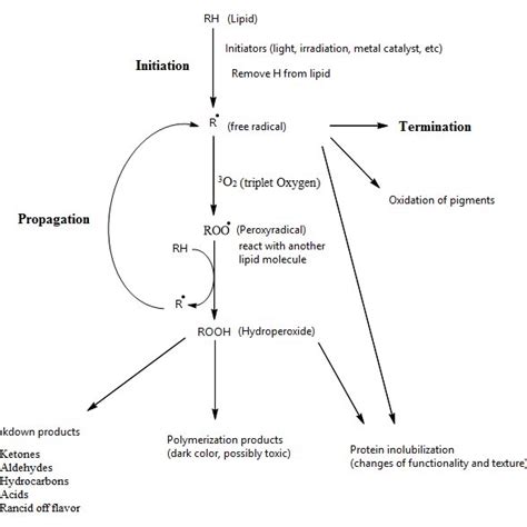 1. General schematic for the autoxidation of lipids containing ...