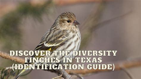 Discover The Diversity Finches In Texas Identification Guide