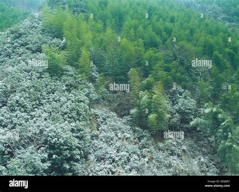 Bamboo forest, China Stock Photo - Alamy