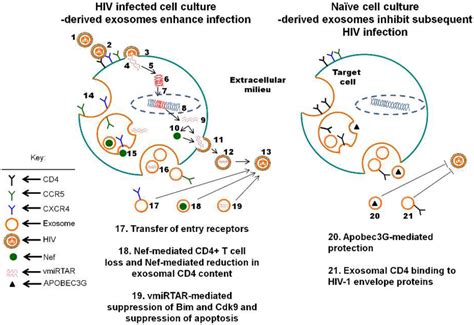 Exosomes Implications In Hiv 1 Pathogenesis Exosome Rna