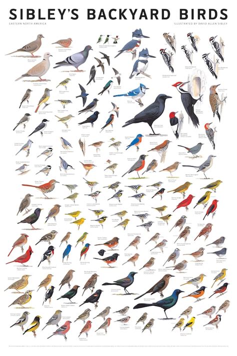 Bird Poster Wildbird Poster Identification Chart Garden Birds ...