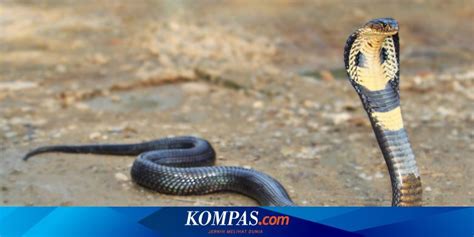 Selamat Jalan Aji Rachmat Purwanto Ketua Yayasan Sioux Ular Indonesia