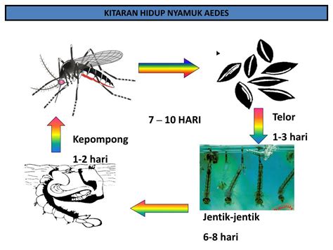 Punca Pembiakan Nyamuk Aedes Kita Perlulah Bekerjasama Untuk Membasmi