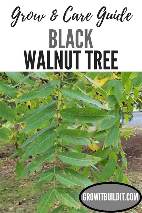 Black Walnut Tree - Facts, Identification, Grow and Care - Growit Buildit