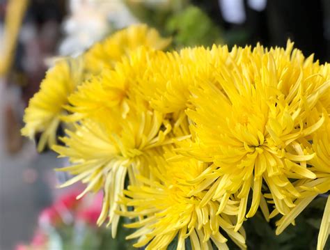 How To Grow And Care For Spider Mums Chrysanthemum Morifolium