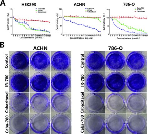 In Vitro Effect Of Caba 780 On RCC Cells And Normal Human Embryonic