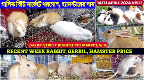 Recent Rabbit Hamster Gerbil Price