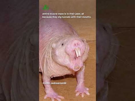 Nerdfighteria Wiki Why Dont Naked Mole Rats Age Shorts Science