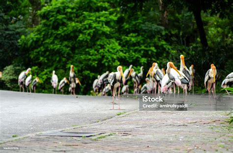 Burung Bangau Lukis Di Taman Burung Kuala Lumpur Malaysia Foto Stok