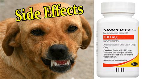 Simplicef For Dogs Side Effects & Adverse Reactions