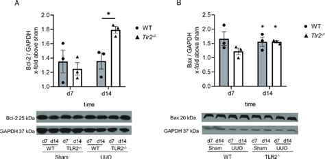 Tlr2 Mice Show Increased Renal Bcl 2 Expression In Comparison To Wt Download Scientific