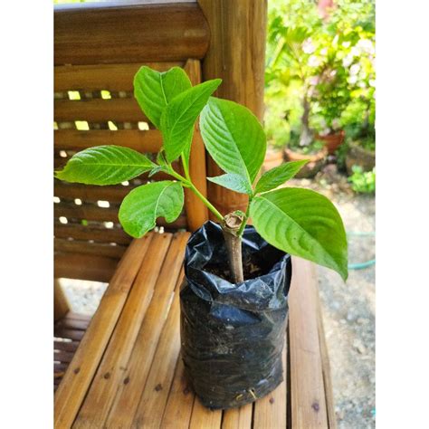 Madre De Agua Cuttings Plant / pc | Lazada PH