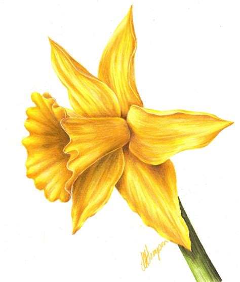 Daffodil Leaves Drawing at James Aviles blog
