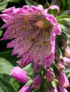 Digitalis Purpurea Monstrosa Mixed The Collectors Corner Buy