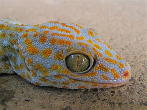 Gecko Palawan Philippines Flickr Photo Sharing