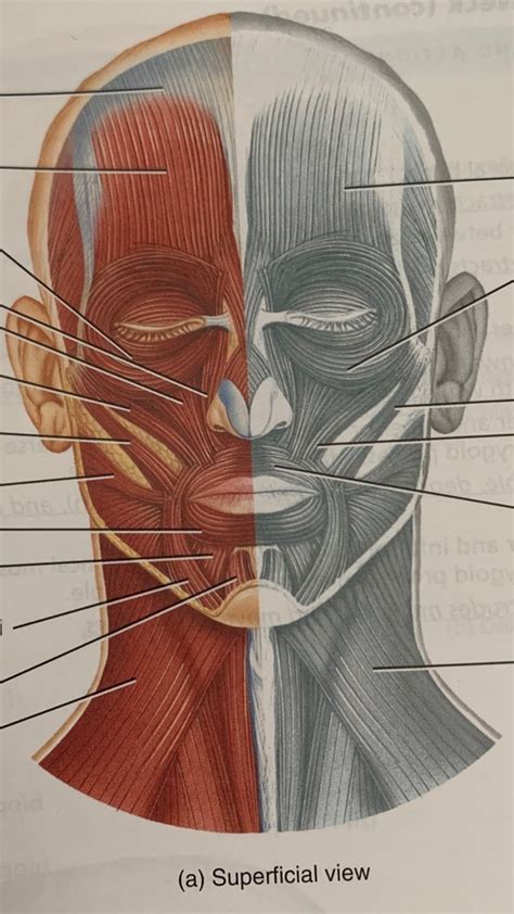 Head And Neck Anterior Diagram Quizlet