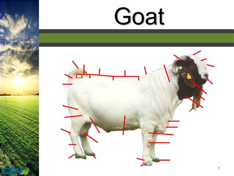 Ansc External Anatomy Goat Diagram Quizlet