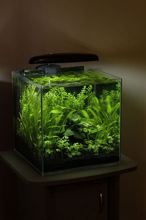 925 best aquarium | fish tank | aquascape | aquascaping images on ...