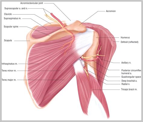 Pictures Of Shoulder Muscles - Graph Diagram