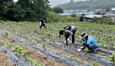 힘내세요 충주 우박피해 농가 일손돕기 구슬땀 연합뉴스