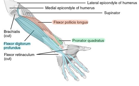 Anterior Forearm Muscles