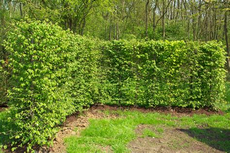 Hornbeam Hedging Instant Hedging And Hedges Hornbeam