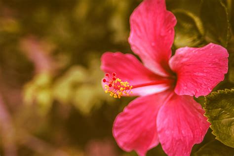 Red Hibiscus Rosa Sinensis Flower Malaysia National Flower Nature